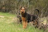 AIREDALE TERRIER 372